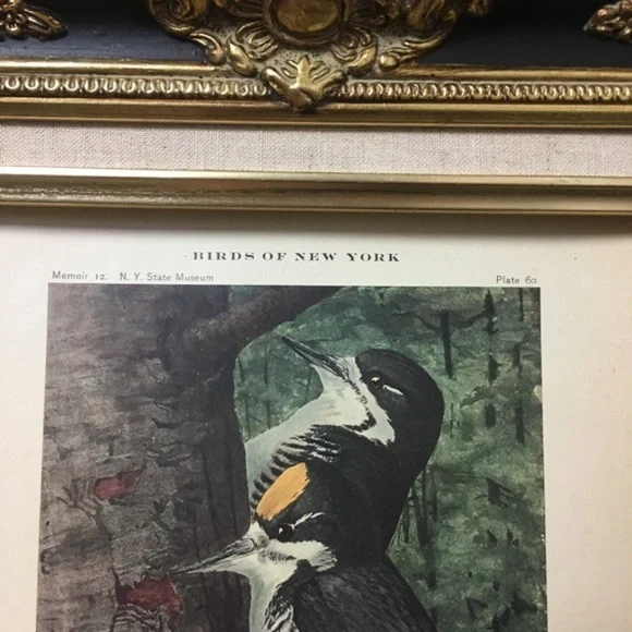 🖤5/$25 Antique Ornithological Bird Print Original wood pecker - Picture 13 of 13
